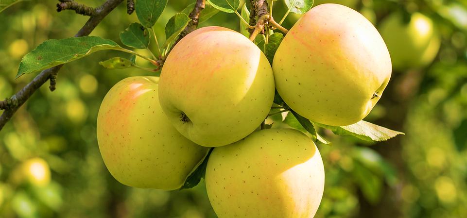 Návod na výsadbu ovocných drevín
