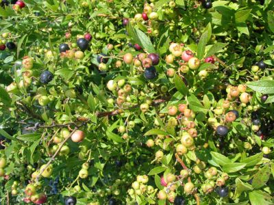 cucoriedka_nizka_v_plnej_rodivosti