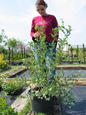 cucoriedka_v_kontajneri_v_druhom_roku_pestovania