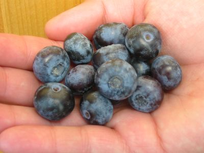 cucoriedky-pestovanie-zahrada_04