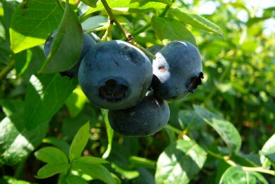 cucoriedky-pestovanie-zahrada_05