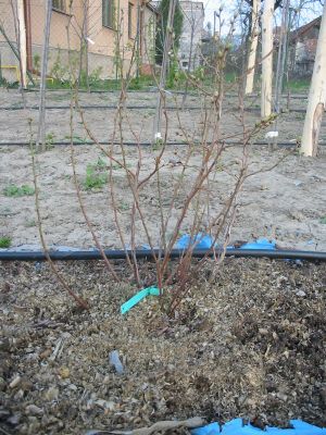 cucoriedky-pestovanie_04