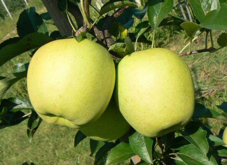 GOLDEN DELICIOUS, M26