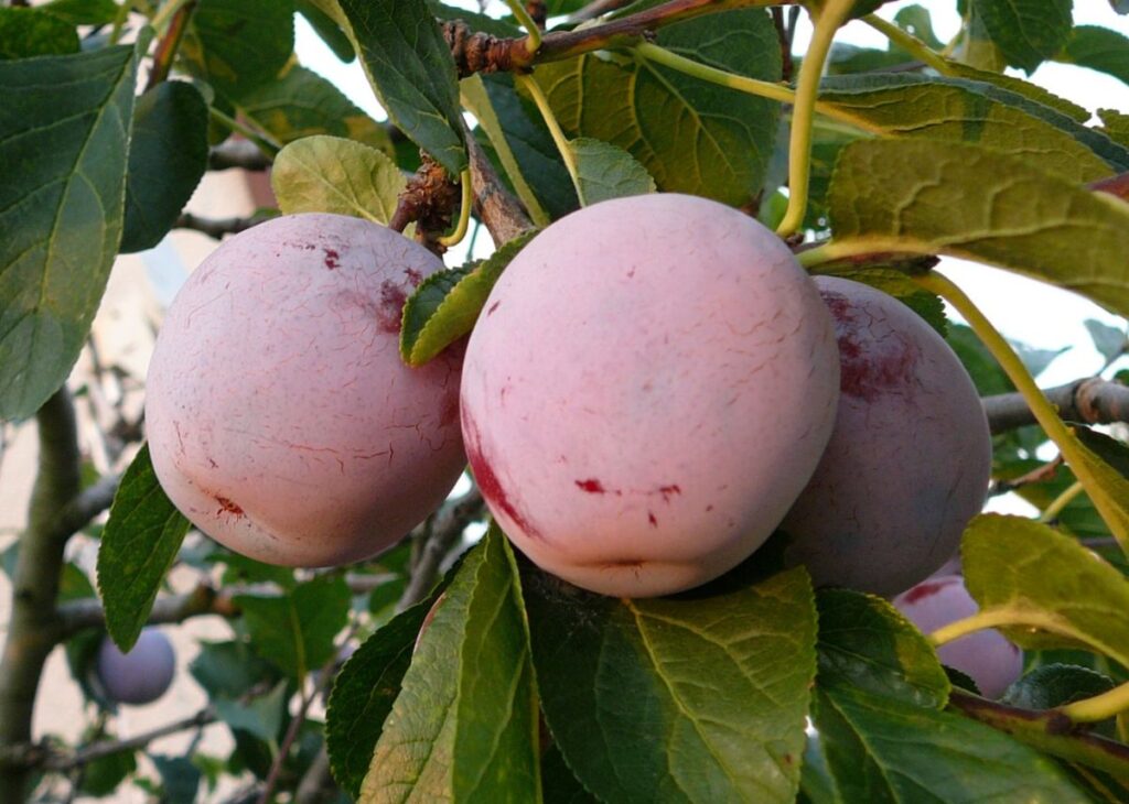 ALTHANOVA RINGLOTA, myr.