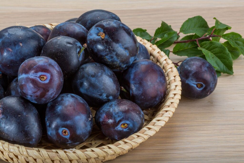 ČAČANSKÁ LEPOTICA, myr.