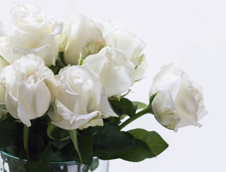 VIRGO, stromková, bal.