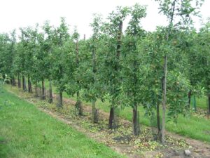 Pestovanie jabloní v tvare štíhleho vretena