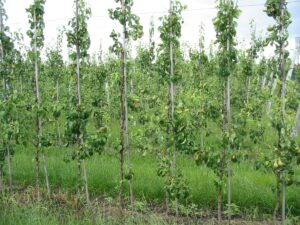 Intenzívne tvary hrušiek