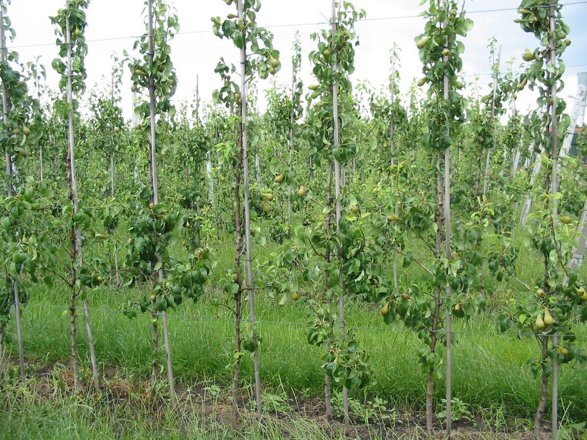 Intenzívne tvary hrušiek