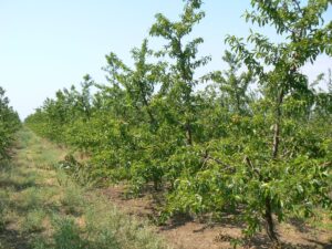 Broskyne v tvare štíhleho vretena