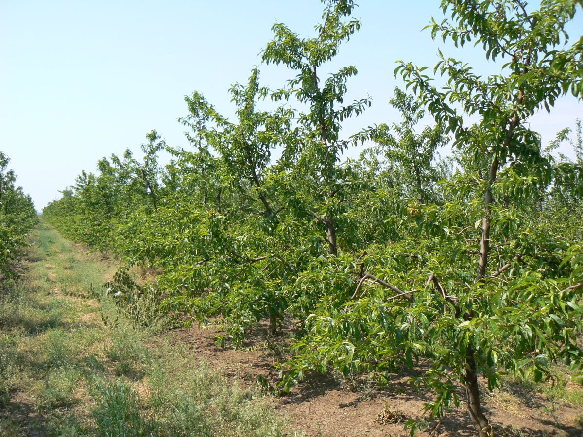 Broskyne v tvare štíhleho vretena