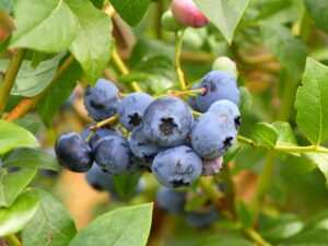 Čučoriedky z kontajnerov