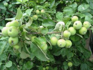 Prebierka plodov jabloní