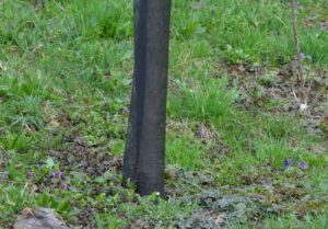 Ochrana stromčekov proti hlodavcom