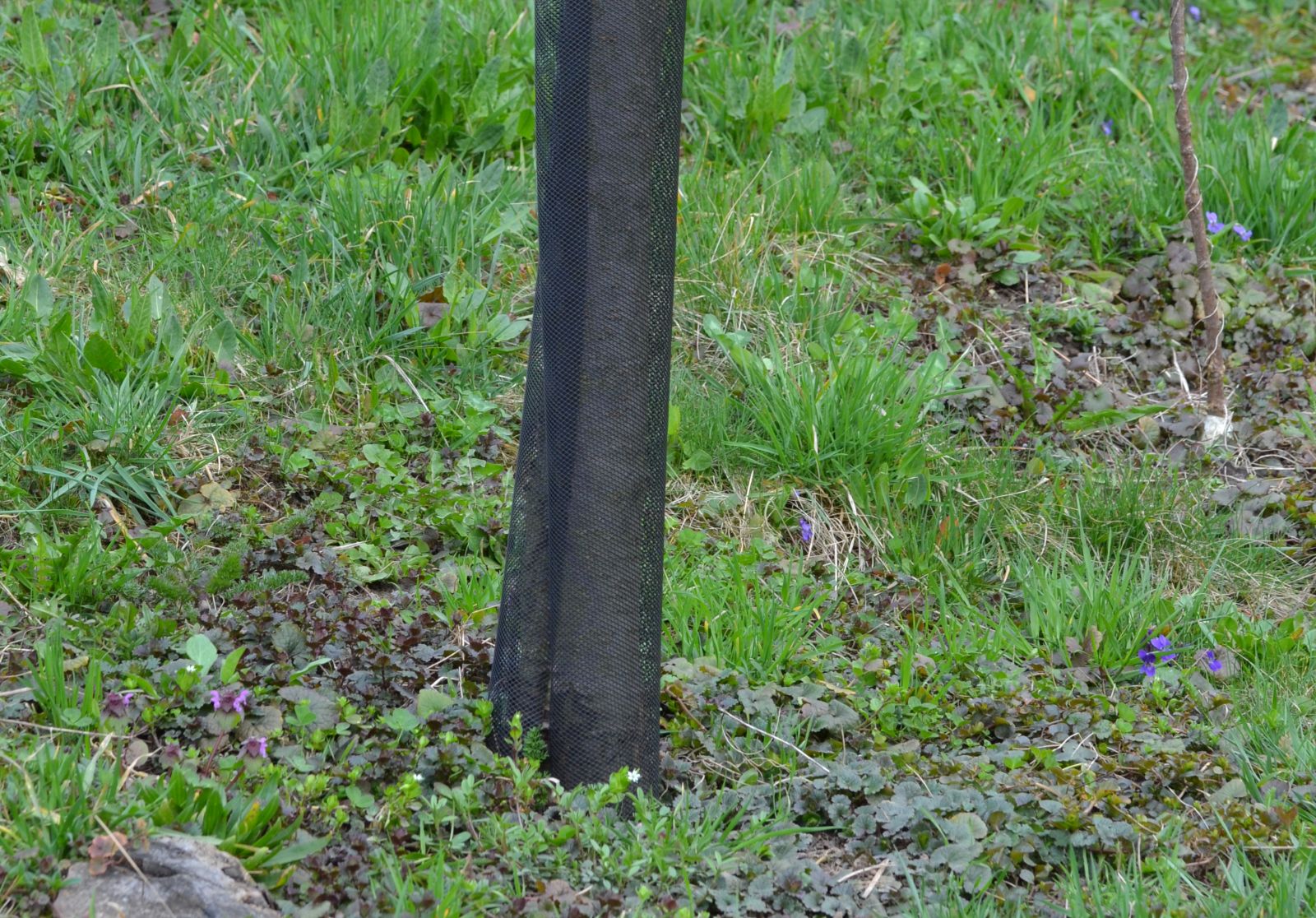 Ochrana stromčekov proti hlodavcom