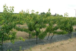 Pestovanie čerešní v tvare kra (Prvé tri roky pokusnej výsadby)