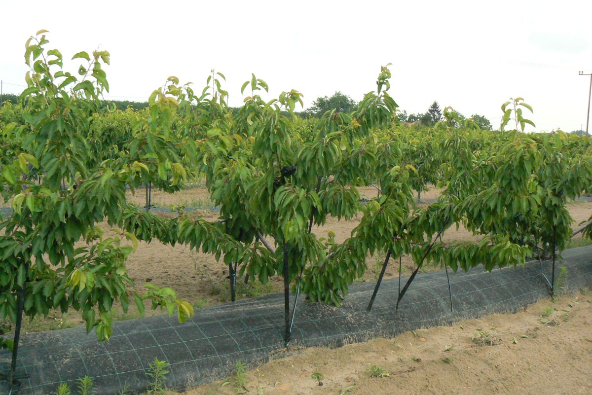 Pestovanie čerešní v tvare kra (Prvé tri roky pokusnej výsadby)