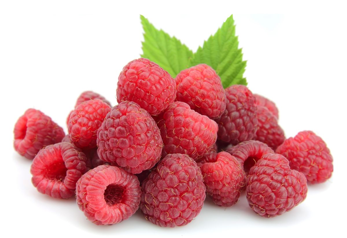 Moderné odrody malín z poľského šľachtenia