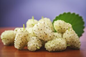 Charakteristika druhu Morus alba L.