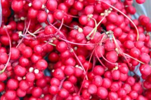 SCHIZANDRA ČÍNSKA (Schisandra chinensis (Turcz.) Baill.)