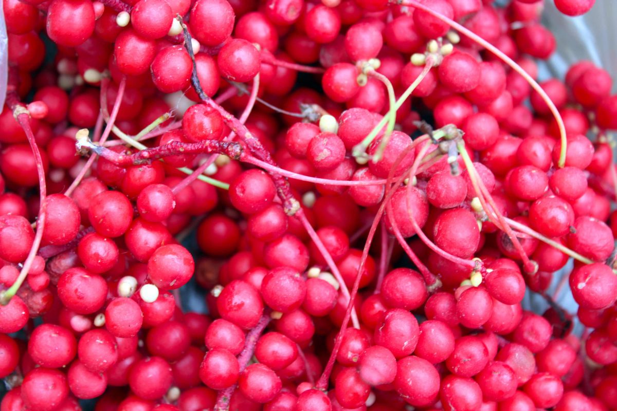 SCHIZANDRA ČÍNSKA (Schisandra chinensis (Turcz.) Baill.)