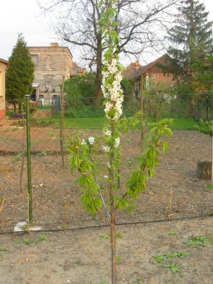 jarny_rez_kostkovin_02