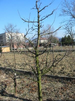 jarny_rez_kostkovin_06