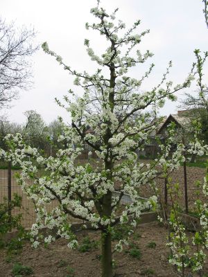 jarny_rez_kostkovin_07