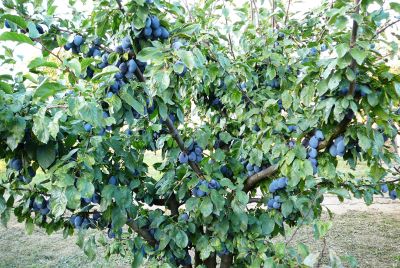 jarny_rez_kostkovin_08