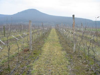 krajinotvorny_vyznam_drevin_01