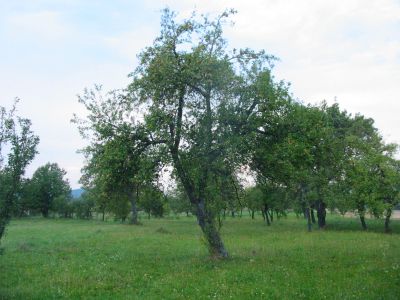 krajinotvorny_vyznam_drevin_02