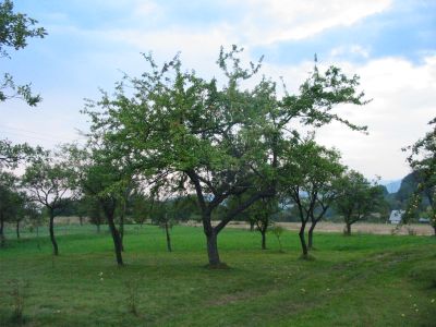 krajinotvorny_vyznam_drevin_04