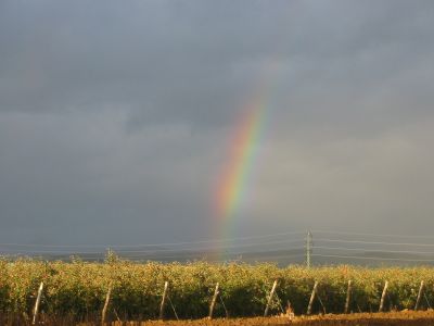 krajinotvorny_vyznam_drevin_05