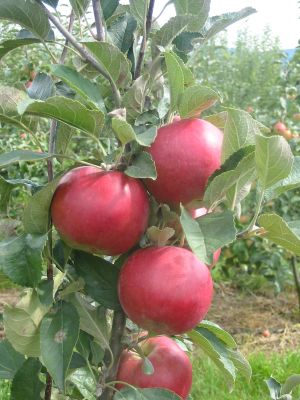 najpredavanejsie_dreviny_05