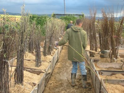 nestacil_som_zasadit_01