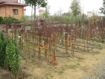 nestacil_som_zasadit_02