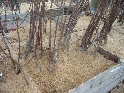 nestacil_som_zasadit_03