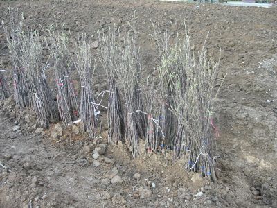 nestacil_som_zasadit_04