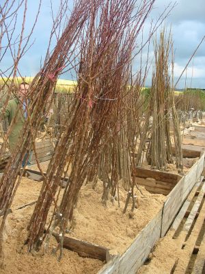 nestacil_som_zasadit_05