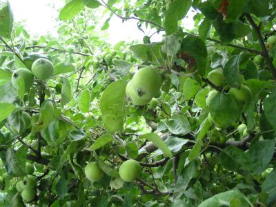 prebierka_jablone_01