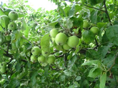 prebierka_jablone_02