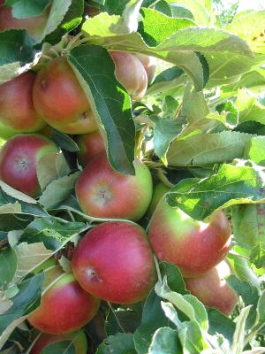 prebierka_jablone_03