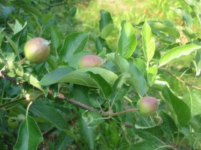 prebierka_jablone_04