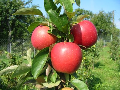 prebierka_jablone_05