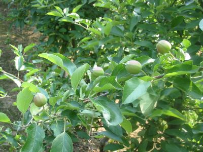 prebierka_jablone_06