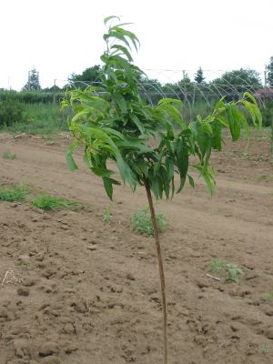 spravne_ujata_broskyna_ujatiu_predchadza_silny_povysadbovy_rez