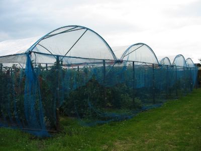 stihle-vreteno-ribezle-02