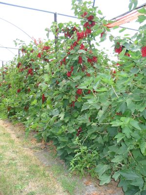 stihle-vreteno-ribezle-07