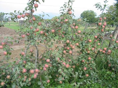 stihle_vretena_jabloni_odrody_fuji_v_produkcnom_sade_tesne_pred_zberom