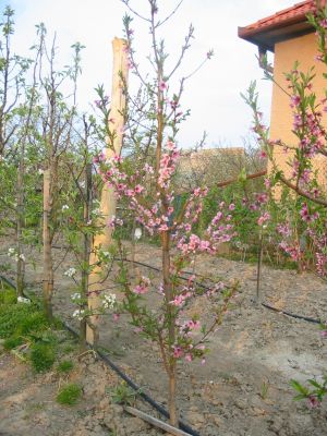 stihle_vreteno_broskyn_odrody_suncrest_v_obdobi_plneho_kvitnutia